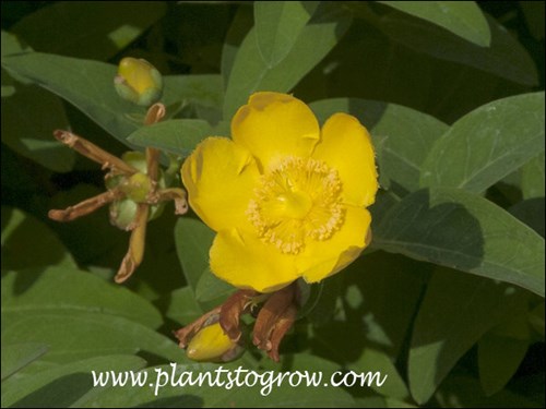 Five yellow petals form the cup shaped flower.